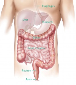 Colorectal1labelled